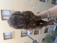 Irk onaylı dark brown toy poodle