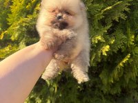 Pomeranian Boo Yavrularımız Yeni Yuvasını Arıyor