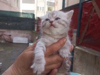 British shorthair yavrumuz yeni yuvasını arıyor