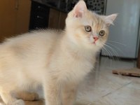 Kedimiz yeni yuvasını arıyor