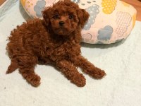 Poodle bebek köpeğimiz