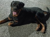 A kalite rottweiler yavrular