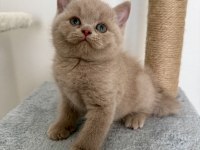 Safkan british fawn dişi