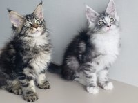 Değerini bilene özel XXL MAINE COON bebekleirm 