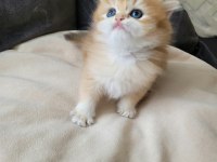 Çok tatlı yavru british longhair