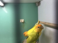 Sevda Papağanı Damızlık Takım Garantili