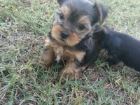 TEACUP YORKSHİRE TERRİER YAVRULAR