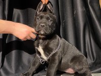 İri yapılı veteriner kontrollü blue ve siyah cane corso