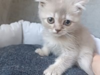Blue point ve lilac british shorthair yavrularımız