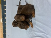 DOBERMAN RED