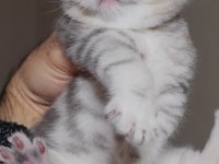 British shorthair
