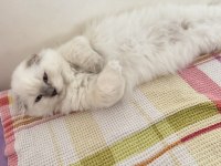 Scottish fold Longhair