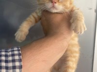 Erkek british shorthair yavru