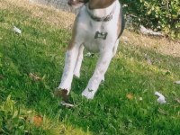 15 aylık güzeller güzeli beagle kraliçem saf kan
