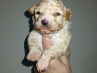 Dişi ve erkek 20 günlük rezerve açık bebiş maltipoo köpekler