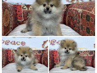 Pomeranian Köpeğimiz