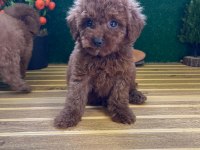Toy Poodle Bebekleri Referans Yavru