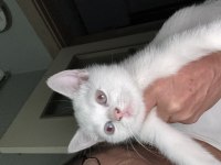 Pamuk minnak