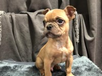 Fawn french bulldog yavrumuz