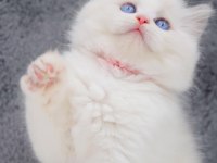 İpeksi tüylü Silver British Longhair 