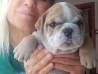 Sevimli Yaramazlar İngiliz Bulldog Bebeklerimiz