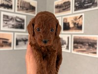 SAFKAN RED BROWN TOY POODLE