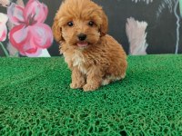 A Kalite Sağlık Irk Garantili Maltipoo Yavrularım
