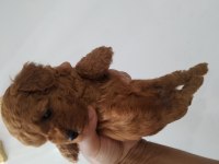 Toy poodle kore mini boy