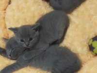 British shorthair gri yavrular