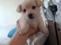 0 numara maltese terrier yavrusu