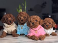 Red Brown Toy Boy Poodle Yavrular