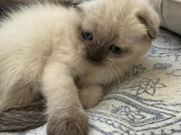 Scottish fold blue point mavi gözlü