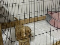 Orjinal bebek surat el boyutunda maltipoo