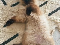 Acil mama karşılığında verilecek birman kedisi