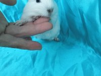 Amerikan Erkek ve Dişi Ginepig Yavru