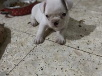 45 günlük Fransız dişi merle bulldog