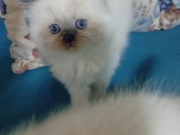 50 günlük british shorthair bebekler