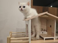 BRİTİSH SHORTHAİR NY12 33 DİŞİ KEDİMİZ