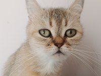 Turuncu british longhair ücretsiz