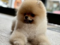 Teddy bear safkan pomeranian boo