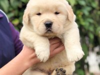 GOLDEN RETRİEVER PUPPY