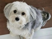 Çok sevecen uysal köpeğimiz