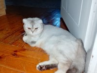 Scottish fold 1.5 yaşında
