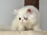 KEDİMİZ İÇİN ARAYARAK BİLGİ ALIN MESAJLAR CİDDİYE ALINMAZ