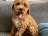 Maltipoo bebeklerimiz