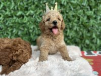 Toy Poodle bebişler