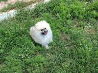 POMERANİAN BOO KÖPEĞİ