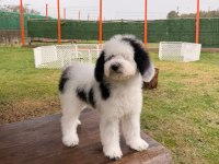 Petmode köpek çiftliğinden XL poodle yavrular