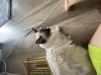 4 yaşında dişi ragdoll