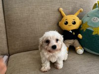 KORE MALTESE